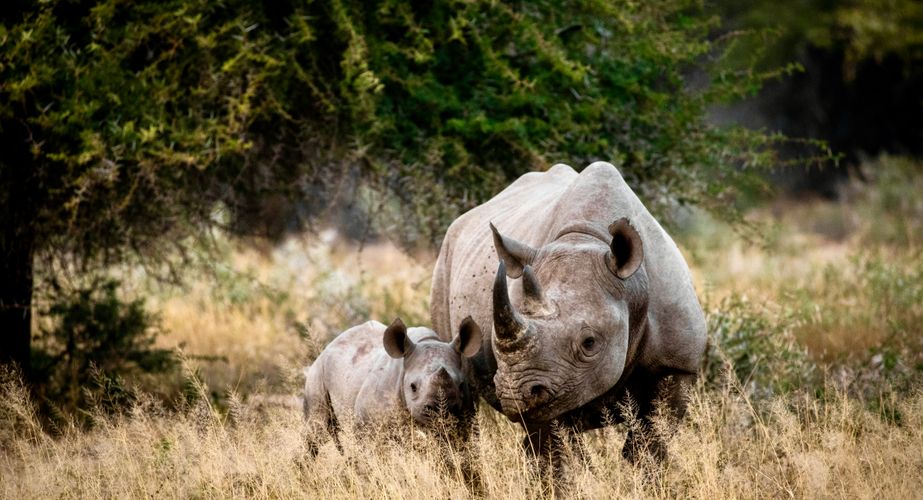 Neushoorn met kleintje